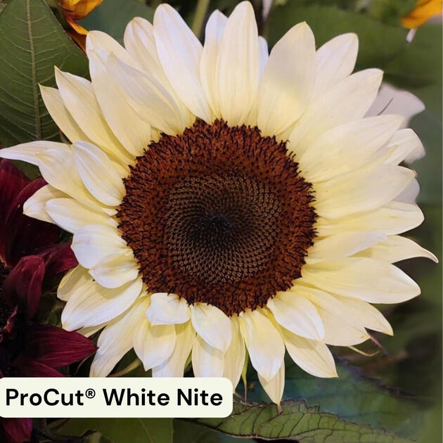 ProCut White Nite